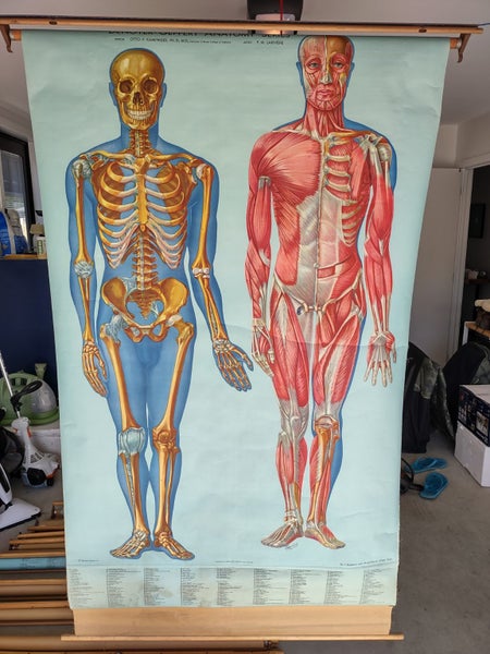 Denoyer-Geppert Anatomy Series Set KL1 - KL14 - Individual Posters Carousel 1