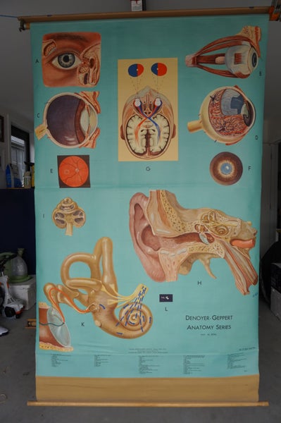 Denoyer-Geppert Anatomy Series Set KL1 - KL14 - Individual Posters Carousel 2
