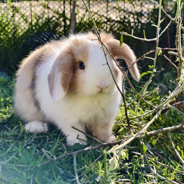 2 beautiful mini lop babies Carousel 2