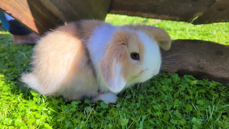 2 beautiful mini lop babies Carousel 1