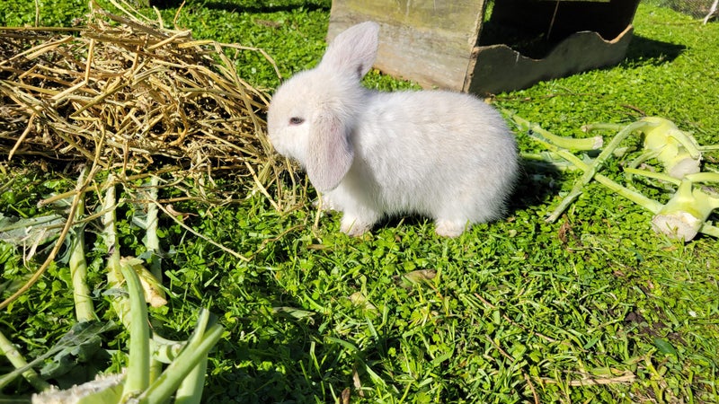 2 beautiful mini lop babies Carousel 10
