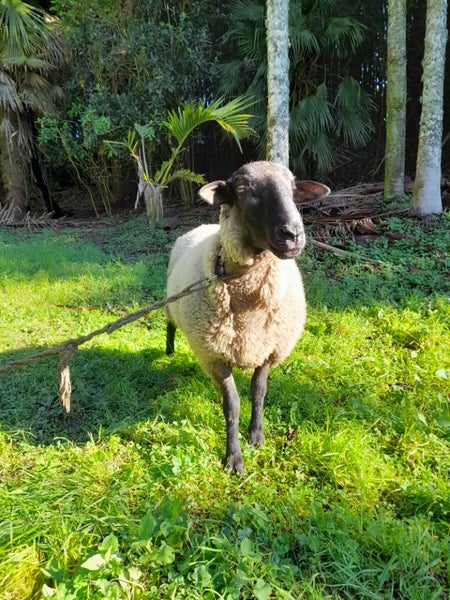 Sth Suffolk ram- trained mower. Carousel 3