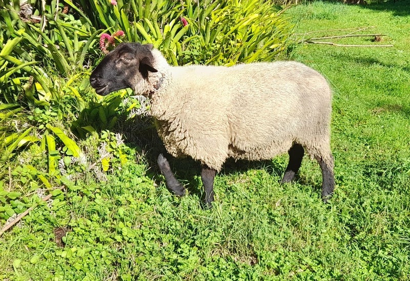 Sth Suffolk ram- trained mower. Carousel 1
