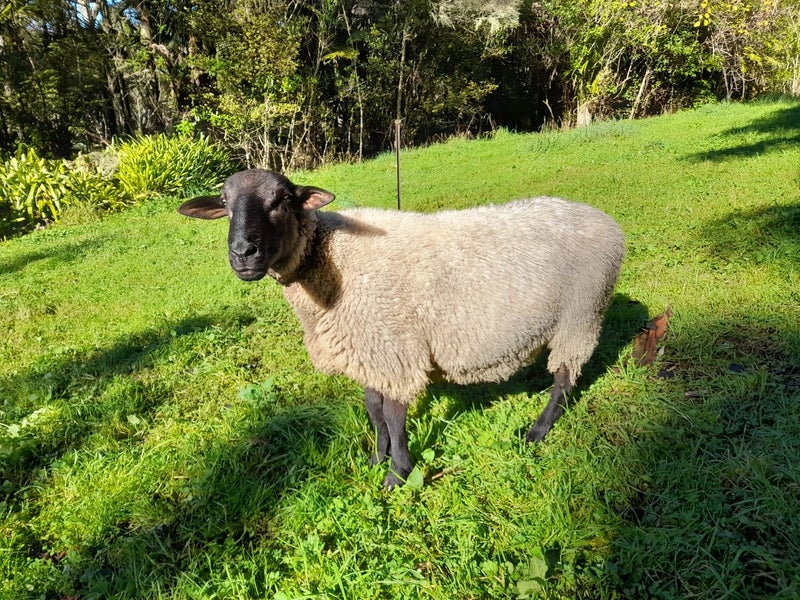 Sth Suffolk ram- trained mower. Carousel 2