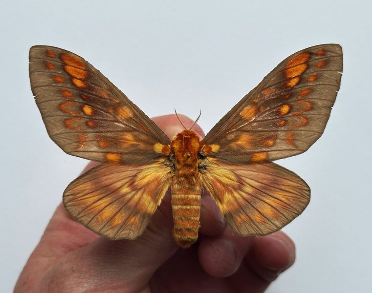 Real Moth: Citheronia brasiliensis!! BRAZIL!! RARITY!! Carousel 1