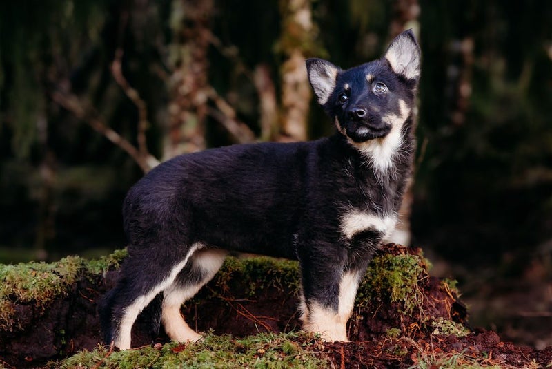 German Shepherd Puppies63654998382466114