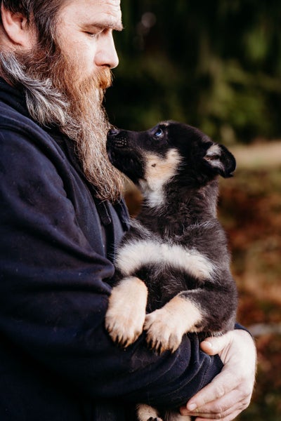 German Shepherd Puppies63654998382466111