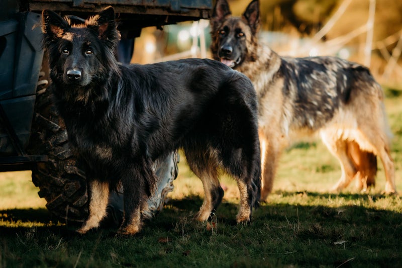 German Shepherd Puppies63654998382466112