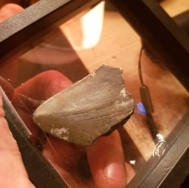 Megalodon Tooth Fossil in Display Case 15 Million yrs Old! Carousel 1