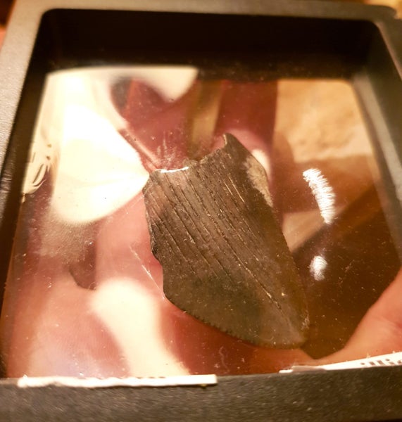 Megalodon Tooth Fossil in Display Case 15 Million yrs Old! Carousel 2