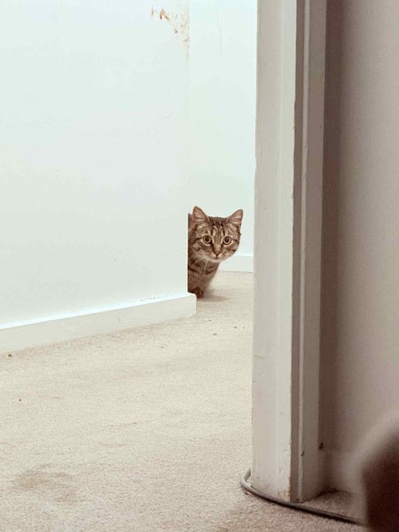 PLS Help Me Find GUNU - Lost/Missing From Finlayson Ave,Clendon Park,Auckland. Carousel 2