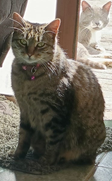 PLS Help Me Find GUNU - Lost/Missing From Finlayson Ave,Clendon Park,Auckland. Carousel 9