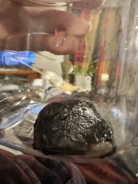Extracted Foreign Object (piece of bark) Carousel 1