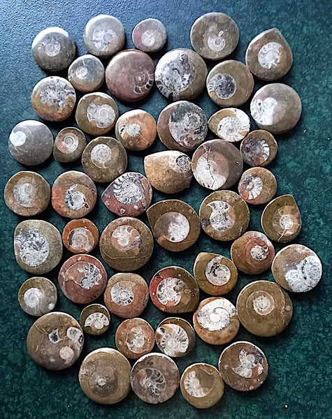 Polished Moroccan Goniatite (Approx. 380 MYO). Bulk quantity x 50! Carousel 1