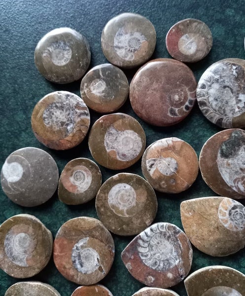 Polished Moroccan Goniatite (Approx. 380 MYO). Bulk quantity x 50! Carousel 2