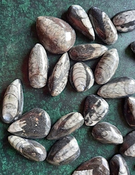 Orthoceras sp. ( 500 MYO). Uncoiled Nautiloid from Morocco. BULK QUANTITY x 40! Carousel 2