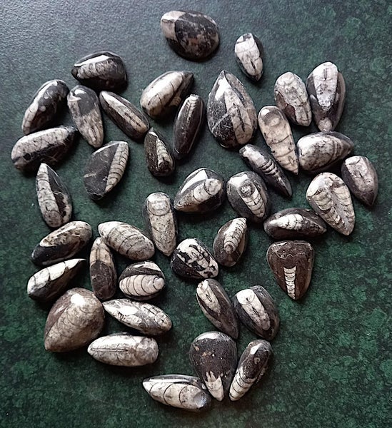 Orthoceras sp. ( 500 MYO). Uncoiled Nautiloid from Morocco. BULK QUANTITY x 40! Carousel 1