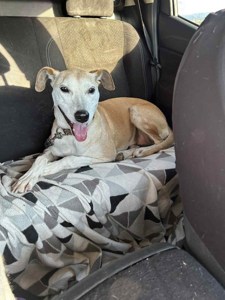 Skylar - 9 years old, Good with Other Dogs and Children Carousel 1