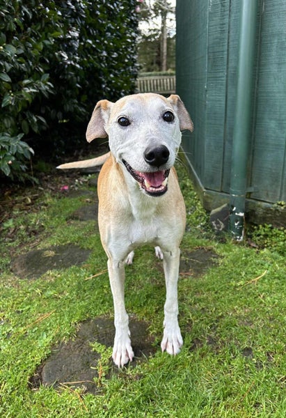 Skylar - 9 years old, Good with Other Dogs and Children Carousel 2