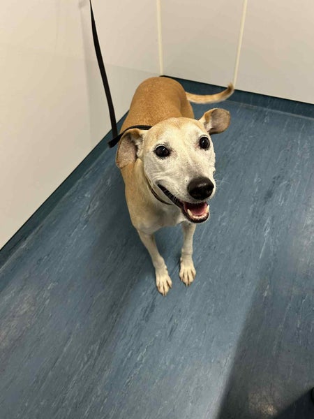 Skylar - 9 years old, Good with Other Dogs and Children Carousel 4