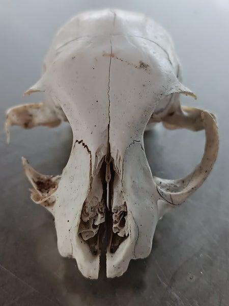 Skull curio - I believe feral cat - found in forest Carousel 1