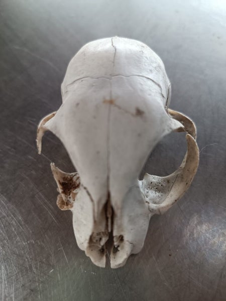 Skull curio - I believe feral cat - found in forest Carousel 2