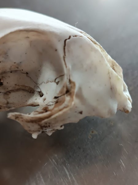 Skull curio - I believe feral cat - found in forest Carousel 8