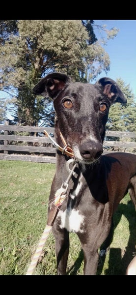 Amie Kay the Greyhound Detective Dancer and Sweetheart Carousel 8