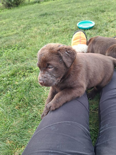 Purebred Labrador Puppies Carousel 5