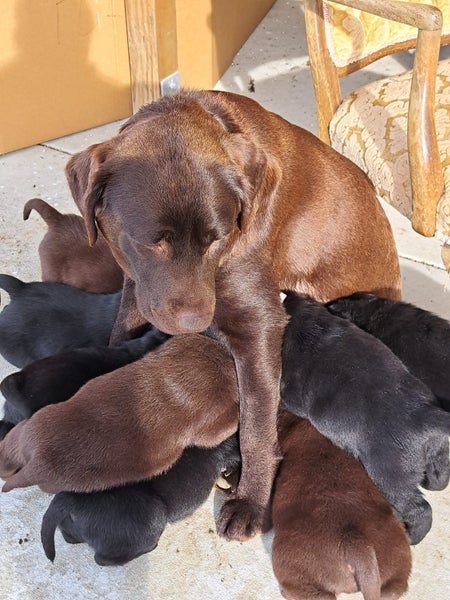 Purebred Labrador Puppies Carousel 1