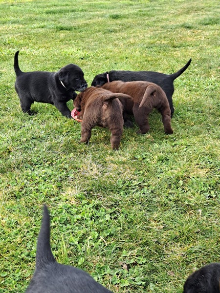 Labrador puppies for sale63654995971586114