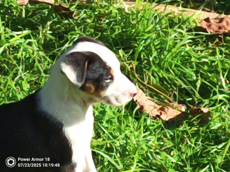 Border Collie Pup Carousel 2