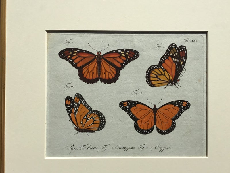Monarch Butterfly. Original by Carl Jablonsky 1775 Carousel 2