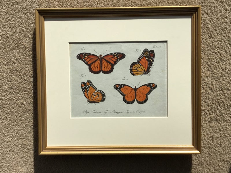 Monarch Butterfly. Original by Carl Jablonsky 1775 Carousel 1
