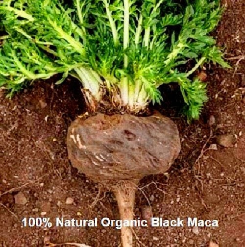 Black Maca – Increases Stamina, Brain Function, Stamina, Endurance and Fertility Carousel 2