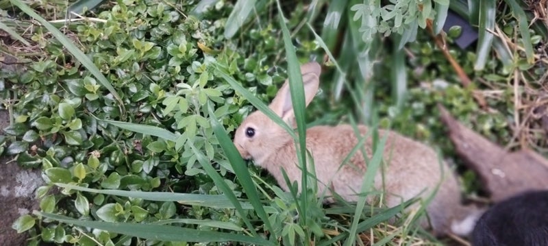 Young Rabbits Carousel 1
