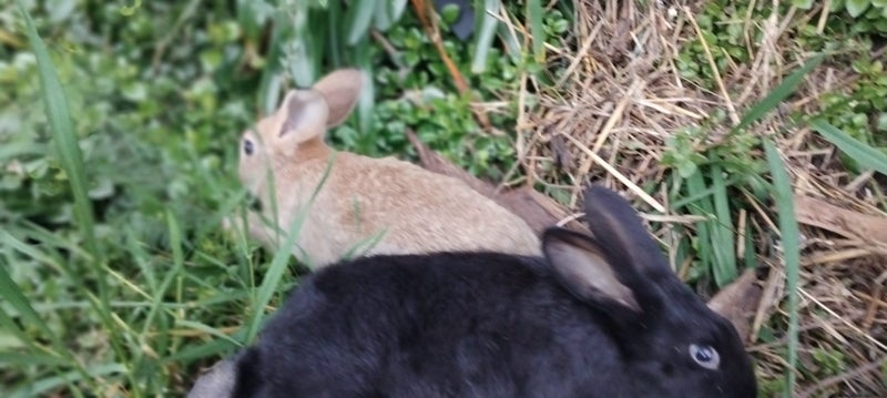 Young Rabbits Carousel 2
