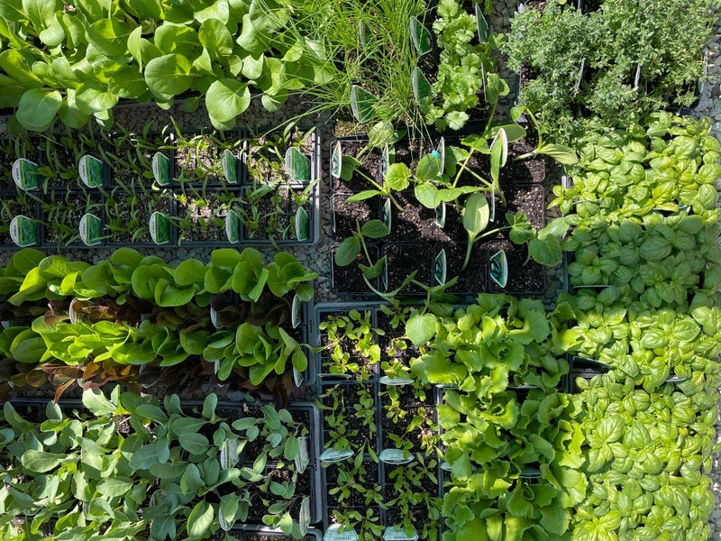 VEGETABLE & HERB SEEDLINGS Carousel 1