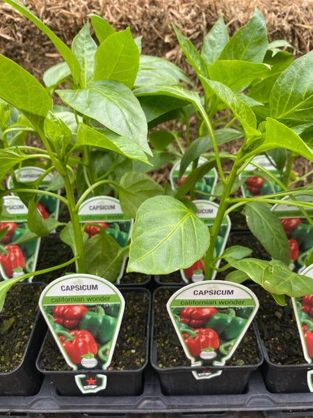 VEGETABLE & HERB SEEDLINGS Carousel 2