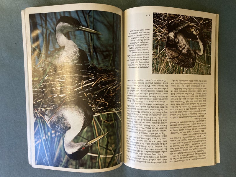National Geographic Vol 161, No. 5 May 1982 Carousel 8