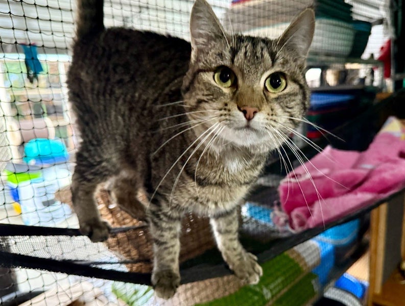 Kitty Kingdom - CELESTE Carousel 1