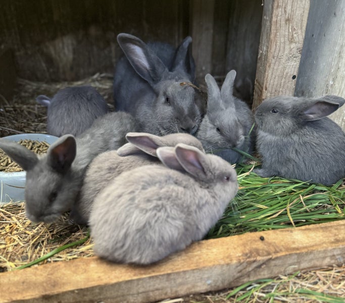 Flemish Giant kits Carousel 20