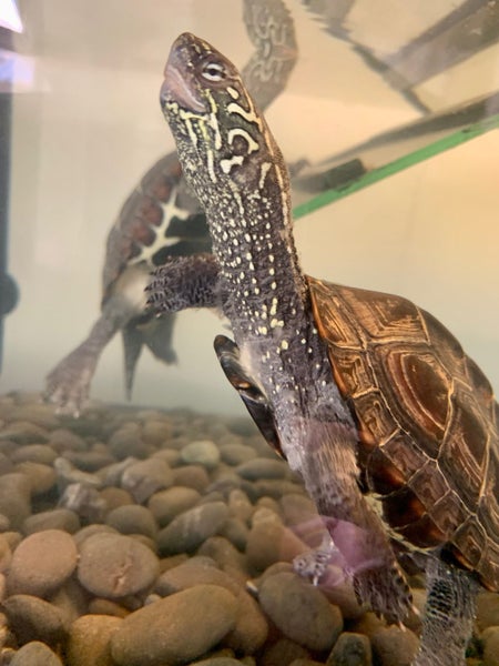 FULL TURTLE SETUP – 2 HEALTHY REEVES TURTLES (last time listed) Carousel 1