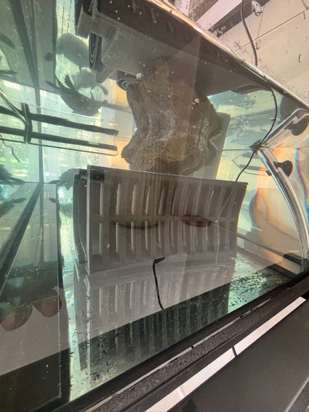 FULL TURTLE SETUP – 2 HEALTHY REEVES TURTLES (last time listed) Carousel 6