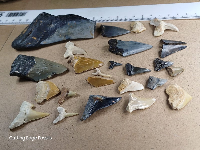 Fossil Shark Tooth - Bulk (Megalodon, Great White, Lesser White, Bull etc) $1Res Carousel 2