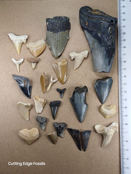 Fossil Shark Tooth - Bulk (Megalodon, Great White, Lesser White, Bull etc) $1Res Carousel 1