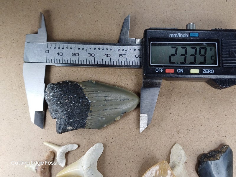 Fossil Shark Tooth - Bulk (Megalodon, Great White, Lesser White, Bull etc) $1Res Carousel 16