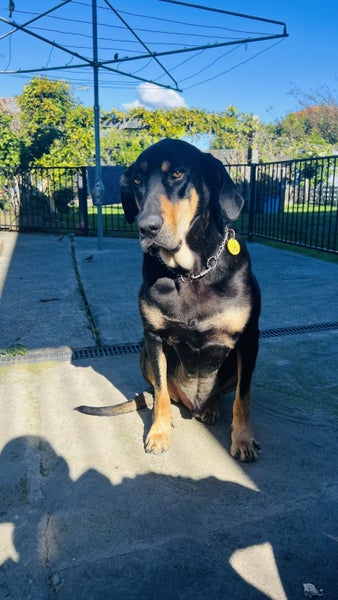 4 Year old Male Huntaway Breed (Black/Tan) Carousel 1