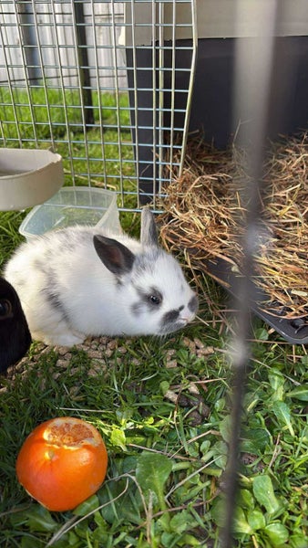 Baby Rex Rabbits Carousel 1
