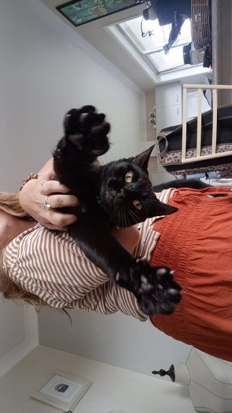 Sweet Snuggly Cat Needs a New Loving Home Carousel 2